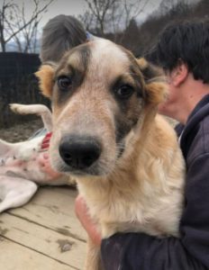 Marty a brown and white Romanian rescue dog | 1 Dog at a Time Rescue UK