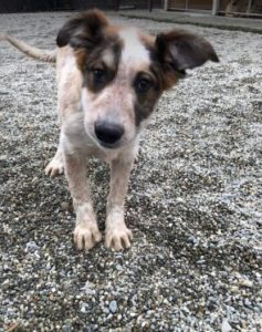 Marty a brown and white Romanian rescue dog | 1 Dog at a Time Rescue UK