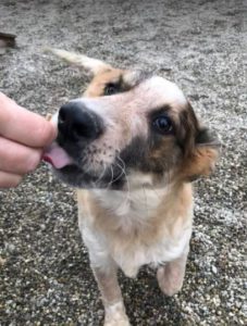 Marty a brown and white Romanian rescue dog | 1 Dog at a Time Rescue UK