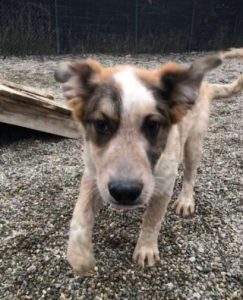 Marty a brown and white Romanian rescue dog | 1 Dog at a Time Rescue UK