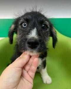 Max a black and tan Romanian rescue dog | 1 Dog at a Time Rescue UK