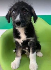 Max a black and tan Romanian rescue dog | 1 Dog at a Time Rescue UK