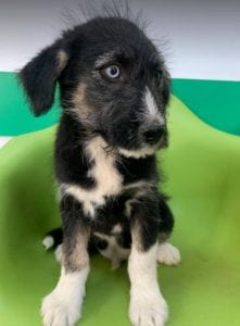 Max a black and tan Romanian rescue dog | 1 Dog at a Time Rescue UK