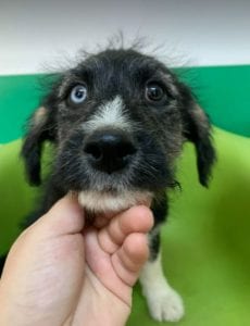 Max a black and tan Romanian rescue dog | 1 Dog at a Time Rescue UK