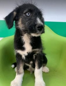 Max a black and tan Romanian rescue dog | 1 Dog at a Time Rescue UK