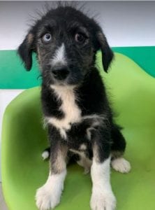 Max a black and tan Romanian rescue dog | 1 Dog at a Time Rescue UK