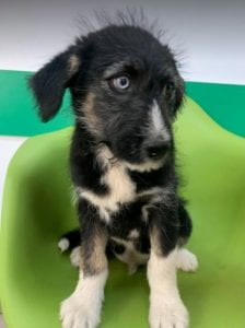 Max a black and tan Romanian rescue dog | 1 Dog at a Time Rescue UK