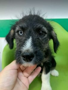 Max a black and tan Romanian rescue dog | 1 Dog at a Time Rescue UK