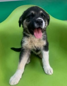 Mira a black and tan Romanian rescue Dog | 1 Dog at a Time Rescue UK