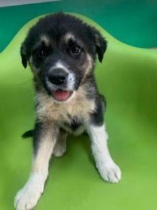 Mira a black and tan Romanian rescue Dog | 1 Dog at a Time Rescue UK