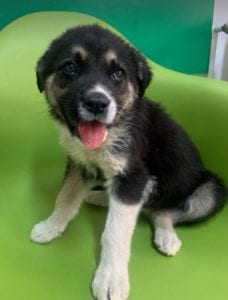 Mira a black and tan Romanian rescue Dog | 1 Dog at a Time Rescue UK