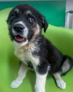 Mira a black and tan Romanian rescue Dog | 1 Dog at a Time Rescue UK