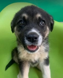 Mira a black and tan Romanian rescue Dog | 1 Dog at a Time Rescue UK