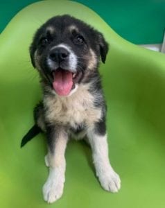 Mira a black and tan Romanian rescue Dog | 1 Dog at a Time Rescue UK