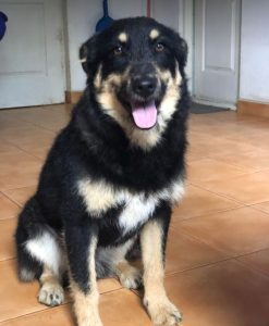 Misty a black and tan Romanian rescue dog | 1 Dog at a Time Rescue UK