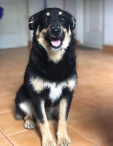 Misty a black and tan Romanian rescue dog | 1 Dog at a Time Rescue UK