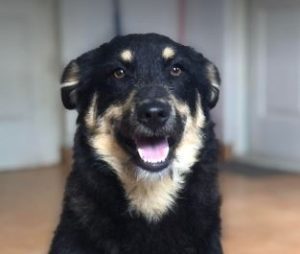 Misty a black and tan Romanian rescue dog | 1 Dog at a Time Rescue UK