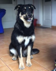 Misty a black and tan Romanian rescue dog | 1 Dog at a Time Rescue UK