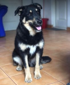 Misty a black and tan Romanian rescue dog | 1 Dog at a Time Rescue UK