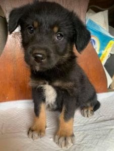 Mowgli a brown and tan Romanian rescue dog | 1 Dog at a Time Rescue UK