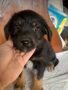 Mowgli a brown and tan Romanian rescue dog | 1 Dog at a Time Rescue UK