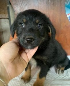 Mowgli a brown and tan Romanian rescue dog | 1 Dog at a Time Rescue UK