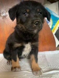 Mowgli a brown and tan Romanian rescue dog | 1 Dog at a Time Rescue UK