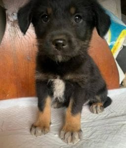 Mowgli a brown and tan Romanian rescue dog | 1 Dog at a Time Rescue UK