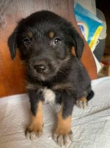 Mowgli a brown and tan Romanian rescue dog | 1 Dog at a Time Rescue UK