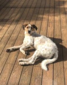 Ollie a white and tan Romanian rescue dog | 1 Dog at a Time Rescue UK