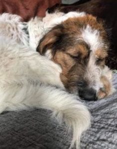 Ollie a white and tan Romanian rescue dog | 1 Dog at a Time Rescue UK