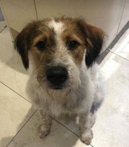 Ollie a white and tan Romanian rescue dog | 1 Dog at a Time Rescue UK