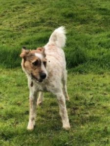 Ollie a white and tan Romanian rescue dog | 1 Dog at a Time Rescue UK