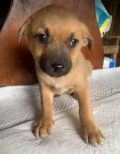 Oscar a tan Romanian rescue dog | 1 Dog at a Time Rescue UK