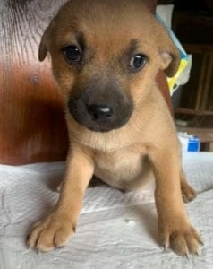 Oscar a tan Romanian rescue dog | 1 Dog at a Time Rescue UK