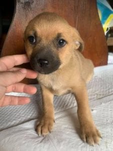 Oscar a tan Romanian rescue dog | 1 Dog at a Time Rescue UK