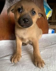 Oscar a tan Romanian rescue dog | 1 Dog at a Time Rescue UK