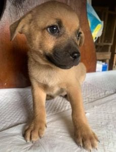 Oscar a tan Romanian rescue dog | 1 Dog at a Time Rescue UK
