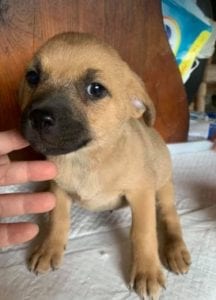 Oscar a tan Romanian rescue dog | 1 Dog at a Time Rescue UK