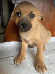 Oscar a tan Romanian rescue dog | 1 Dog at a Time Rescue UK