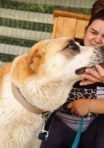 Pasha a white and tan Romanian rescue dog | 1 Dog at a Time Rescue UK