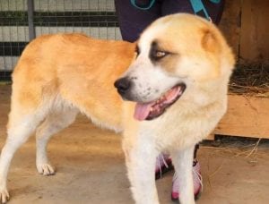 Pasha a white and tan Romanian rescue dog | 1 Dog at a Time Rescue UK