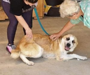 Pasha a white and tan Romanian rescue dog | 1 Dog at a Time Rescue UK