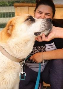 Pasha a white and tan Romanian rescue dog | 1 Dog at a Time Rescue UK