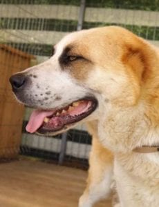 Pasha a white and tan Romanian rescue dog | 1 Dog at a Time Rescue UK