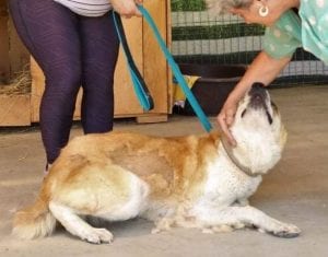 Pasha a white and tan Romanian rescue dog | 1 Dog at a Time Rescue UK