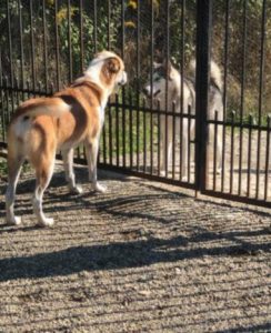 Pasha a white and tan Romanian rescue dog | 1 Dog at a Time Rescue UK