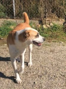 Pasha a white and tan Romanian rescue dog | 1 Dog at a Time Rescue UK