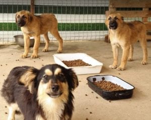 Penny a black and tan Romanian rescue dog | 1 Dog at a Time Rescue UK