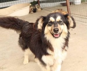 Penny a black and tan Romanian rescue dog | 1 Dog at a Time Rescue UK